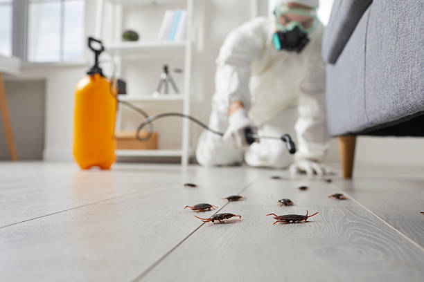 Commercial Kitchen Cockroach Control in Windsor